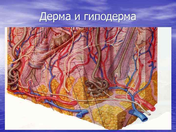 Дерма и гиподерма 