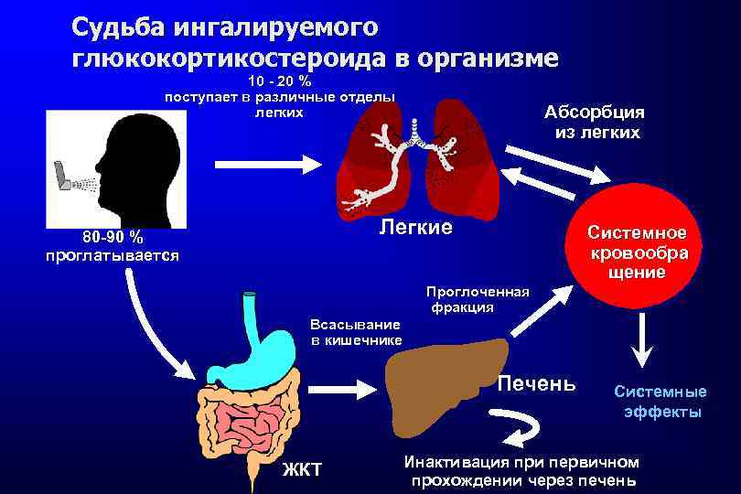 Судьба ингалируемого глюкокортикостероида в организме 10 - 20 % поступает в различные отделы легких