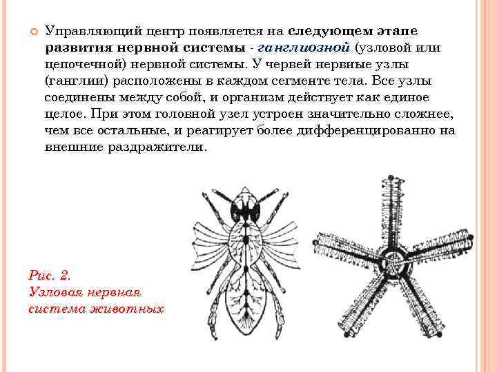 Сегментированное тело имеет. Ганглиозная нервная система. Ганглиозная нервная система характерна для. Цепочечная нервная система у кого. Ганглиозная НС примеры.