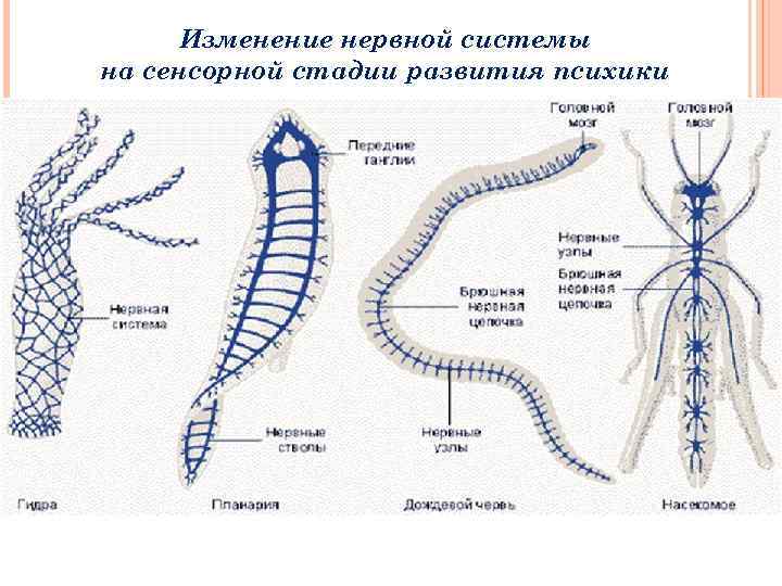 Изменение нервной системы на сенсорной стадии развития психики 