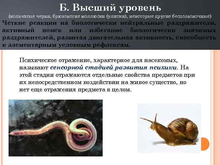 От каких животных произошли кольчатые черви моллюски. Раздражимость брюхоногих моллюсков. Наличие годичных колец у брюхоногих моллюсков. Кольчатые черви и моллюски.