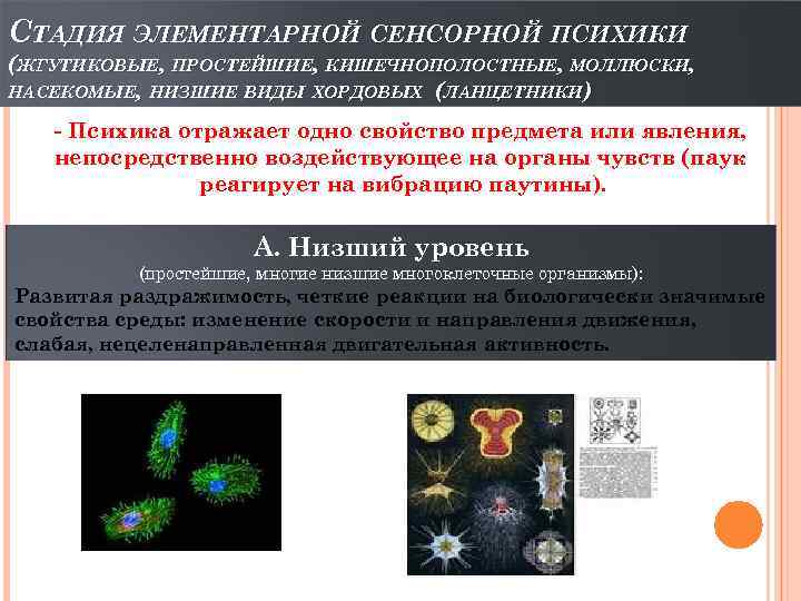 СТАДИЯ ЭЛЕМЕНТАРНОЙ СЕНСОРНОЙ ПСИХИКИ (ЖГУТИКОВЫЕ, ПРОСТЕЙШИЕ, КИШЕЧНОПОЛОСТНЫЕ, МОЛЛЮСКИ, НАСЕКОМЫЕ, НИЗШИЕ ВИДЫ ХОРДОВЫХ (ЛАНЦЕТНИКИ) -