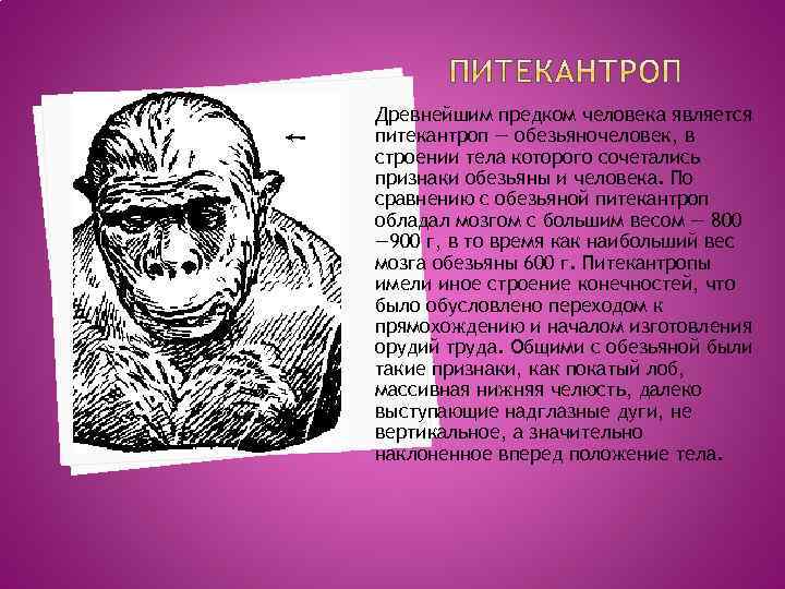 Древним предком человека является. Предком человека является. Питекантроп признаки. Питекантроп Возраст.