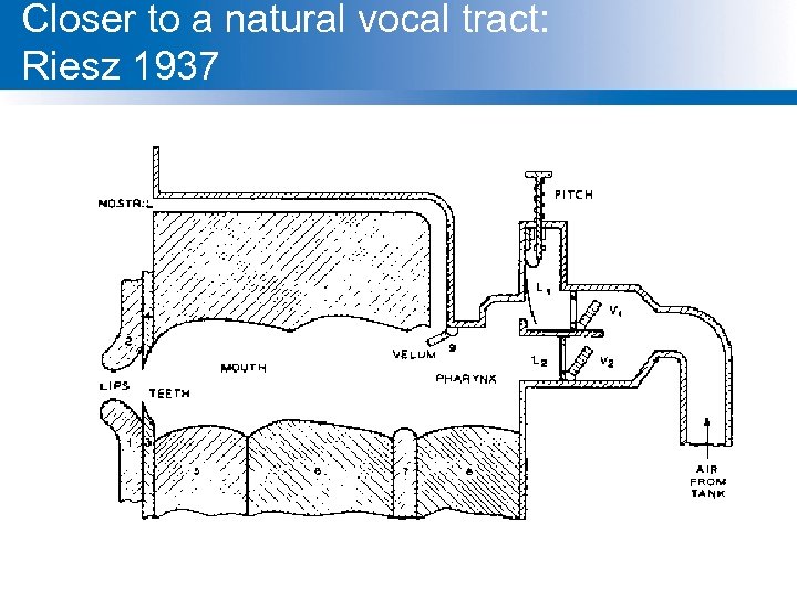 Closer to a natural vocal tract: Riesz 1937 