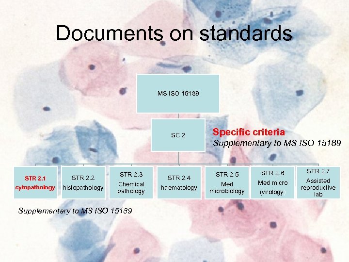 Documents on standards MS ISO 15189 SC 2 STR 2. 1 cytopathology STR 2.