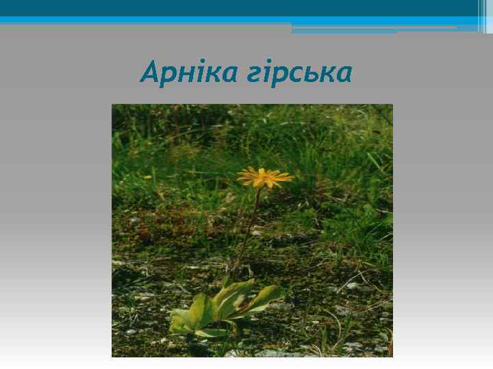 Арніка гірська 