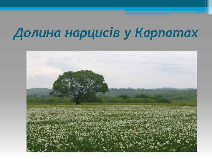 Долина нарцисів у Карпатах 