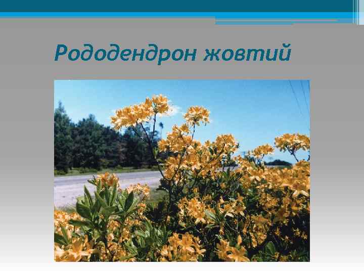 Рододендрон жовтий 