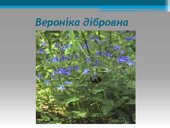 Вероніка дібровна 