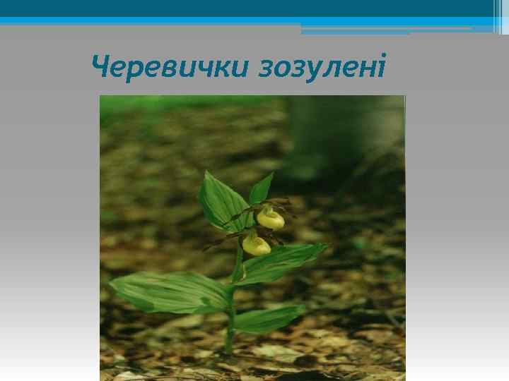 Черевички зозулені 