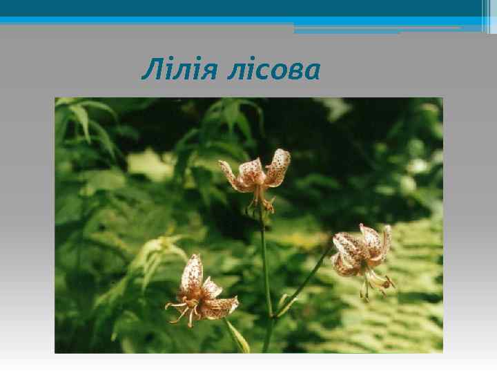 Лілія лісова 