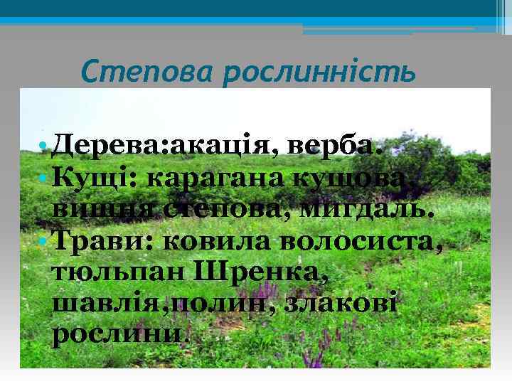 Степова рослинність • Дерева: акація, верба. • Кущі: карагана кущова, вишня степова, мигдаль. •
