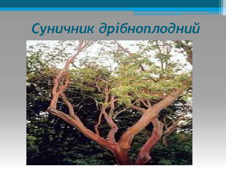 Суничник дрібноплодний 