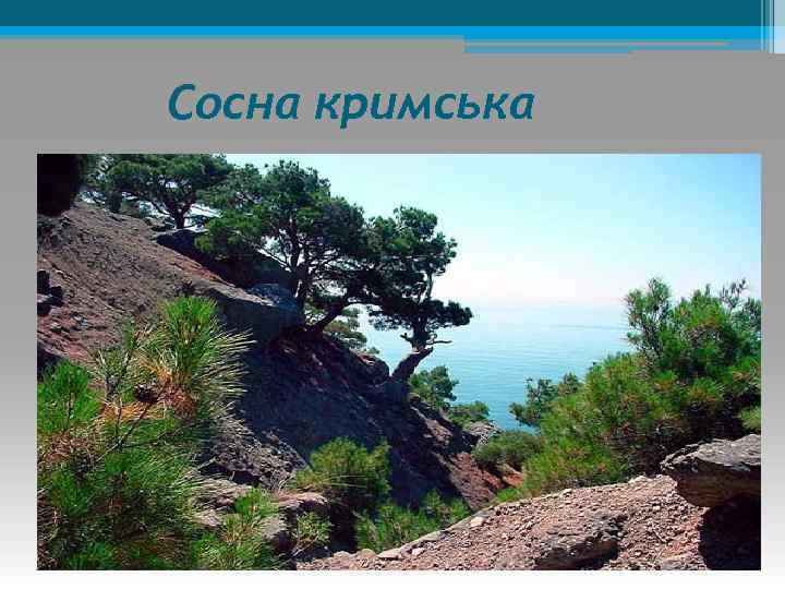 Сосна кримська 