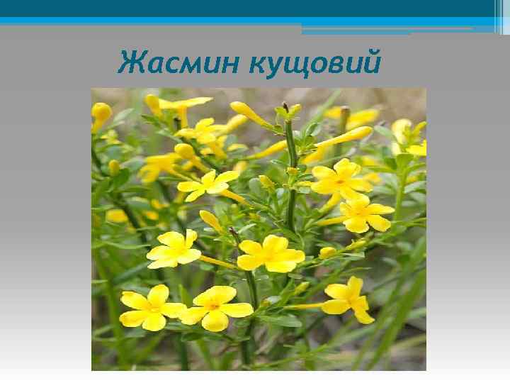 Жасмин кущовий 