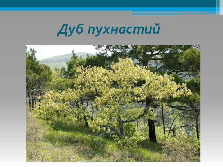 Дуб пухнастий 