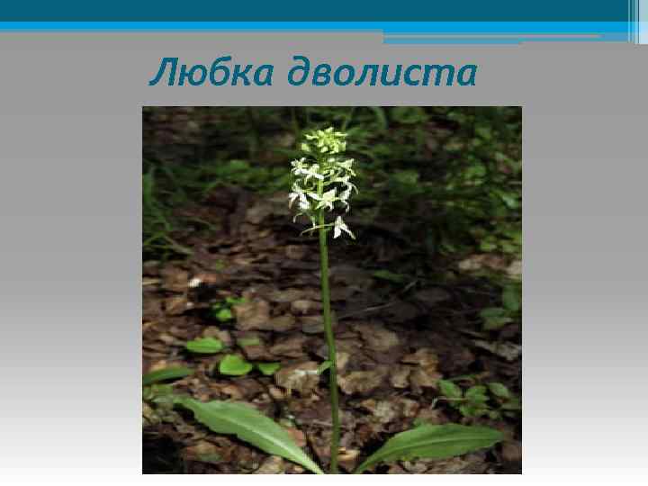 Любка дволиста 