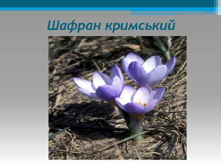 Шафран кримський 