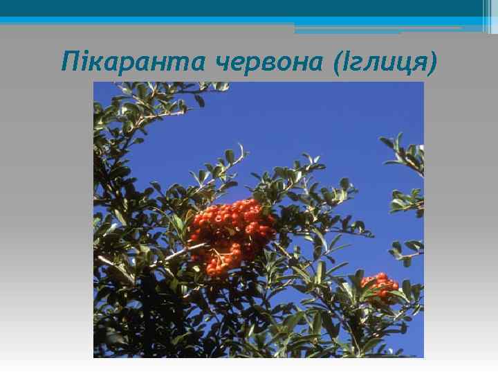 Пікаранта червона (Іглиця) 