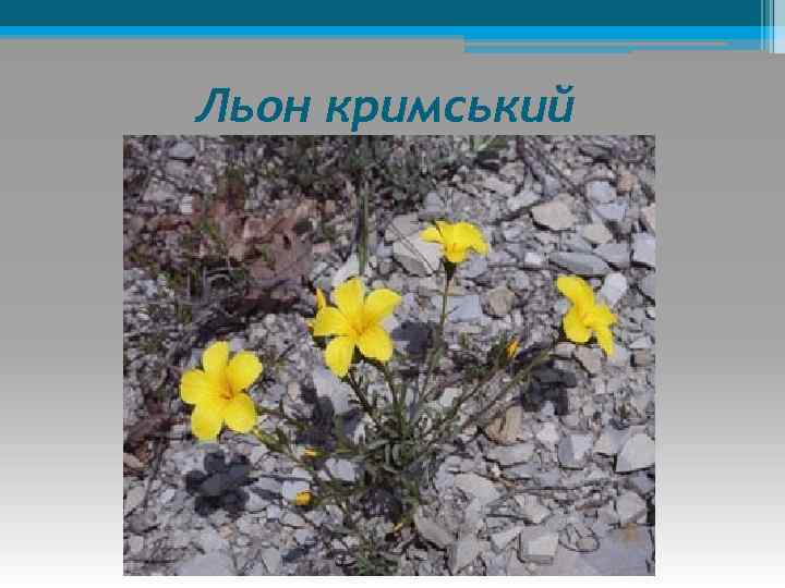 Льон кримський 