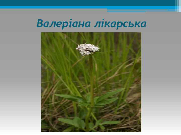 Валеріана лікарська 