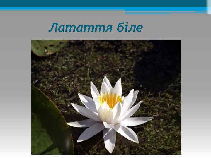 Латаття біле 