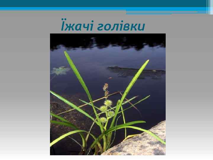 Їжачі голівки 