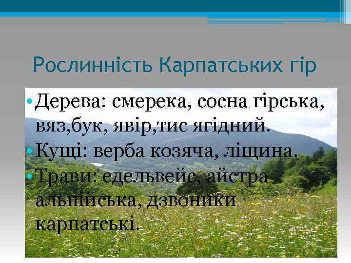 Рослинність Карпатських гір • Дерева: смерека, сосна гірська, вяз, бук, явір, тис ягідний. •