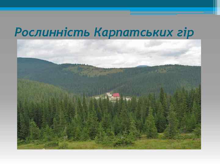 Рослинність Карпатських гір 