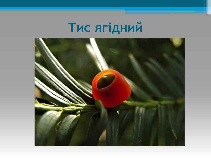 Тис ягідний 
