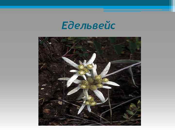 Едельвейс 