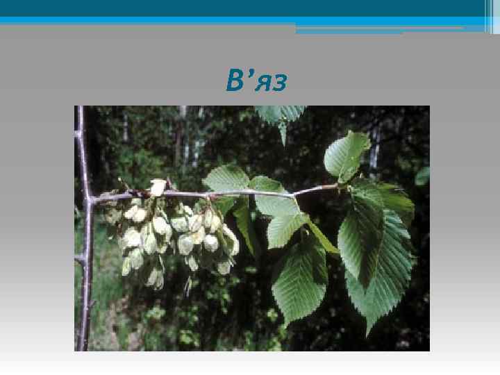 В’яз 