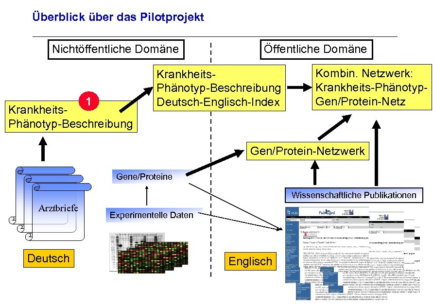 Überblick über das Pilotprojekt Nichtöffentliche Domäne 1 Krankheits. Phänotyp-Beschreibung Öffentliche Domäne Krankheits. Phänotyp-Beschreibung Deutsch-Englisch-Index