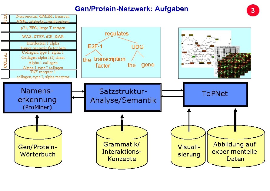 F 12 A Gen/Protein-Netzwerk: Aufgaben 3 Neuronectin, GMEM, tenascin, HXB, cytotactin, hexabrachion p 21,