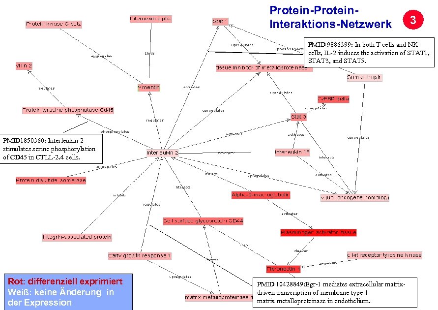 Protein-Protein. Interaktions-Netzwerk 3 PMID 9886399: In both T cells and NK cells, IL-2 induces