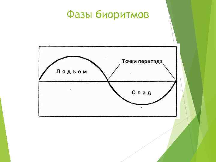 Фазы биоритмов 