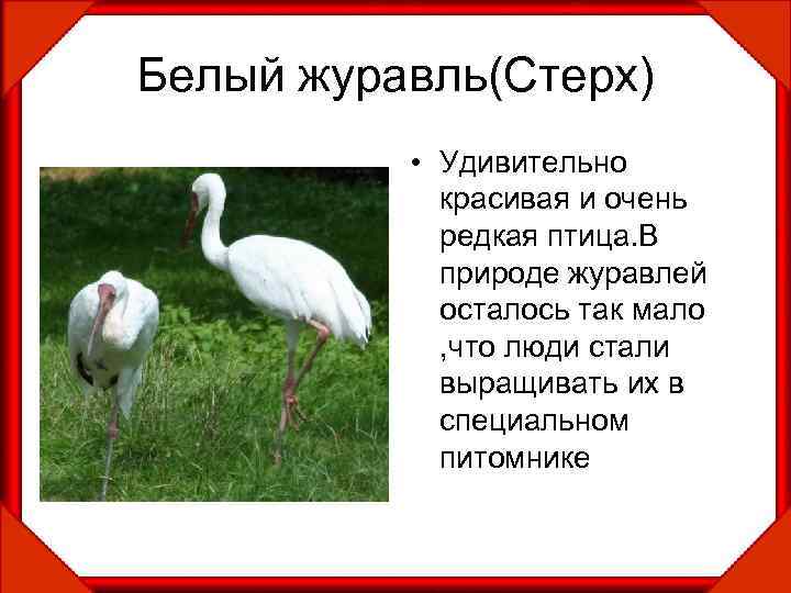 Белый журавль(Стерх) • Удивительно красивая и очень редкая птица. В природе журавлей осталось так