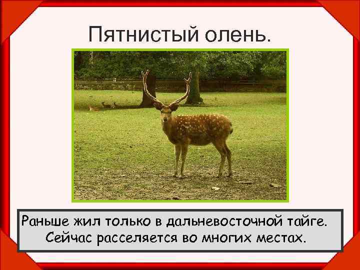 Пятнистый олень. Раньше жил только в дальневосточной тайге. Сейчас расселяется во многих местах. 