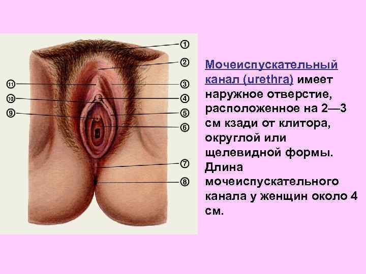 Мочеиспускательный канал (urethra) имеет наружное отверстие, расположенное на 2— 3 см кзади от клитора,