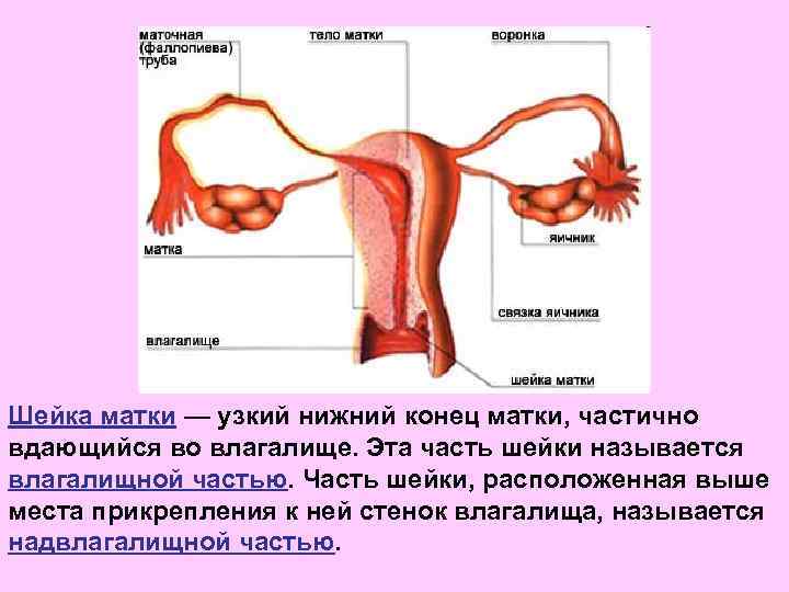 Шейка матки — узкий нижний конец матки, частично вдающийся во влагалище. Эта часть шейки