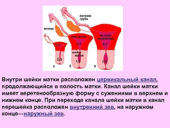 Внутри шейки матки расположен цервикальный канал, продолжающийся в полость матки. Канал шейки матки имеет