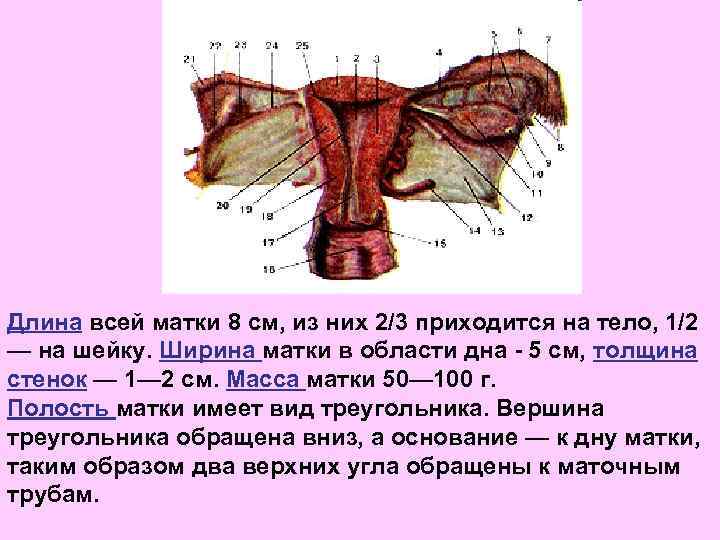 Длина всей матки 8 см, из них 2/3 приходится на тело, 1/2 — на