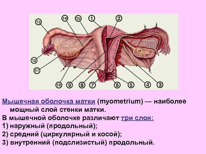 Мышечная оболочка матки (myometrium) — наиболее мощный слой стенки матки. В мышечной оболочке различают