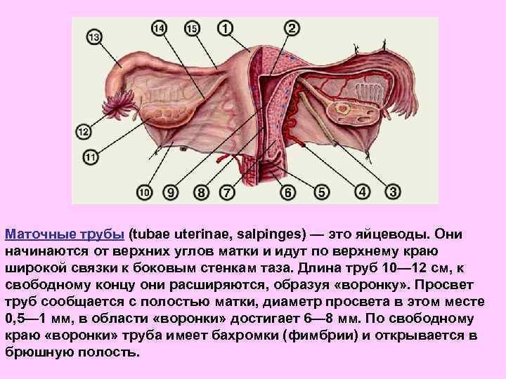 Как расположены органы человека фото с названиями у женщин на русском