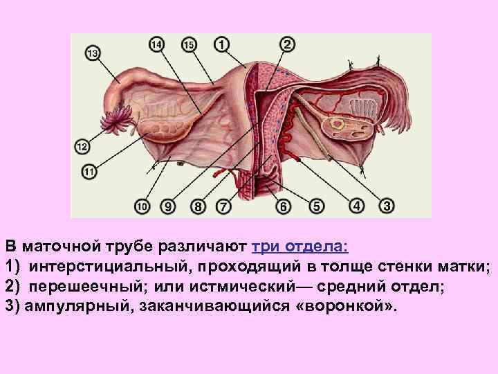 В маточной трубе различают три отдела: 1) интерстициальный, проходящий в толще стенки матки; 2)