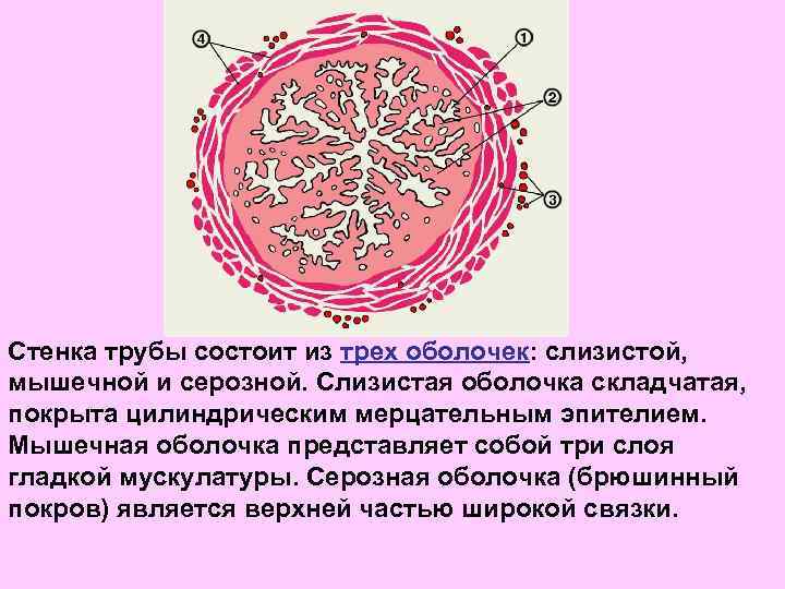 Стенка трубы состоит из трех оболочек: слизистой, мышечной и серозной. Слизистая оболочка складчатая, покрыта