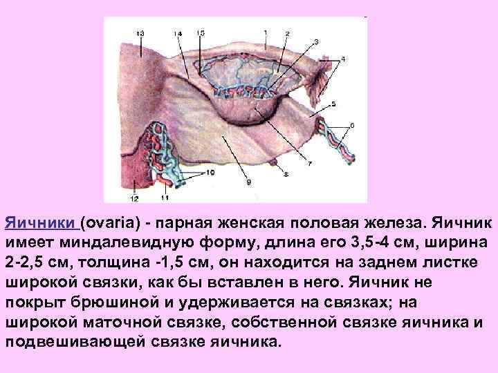 Яичники (ovaria) - парная женская половая железа. Яичник имеет миндалевидную форму, длина его 3,