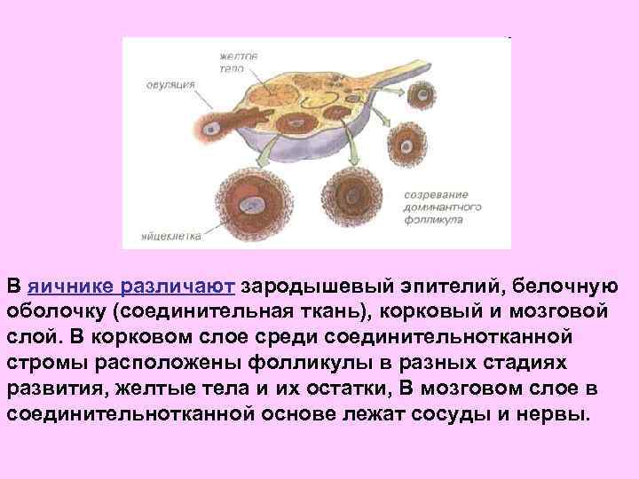 В яичнике различают зародышевый эпителий, белочную оболочку (соединительная ткань), корковый и мозговой слой. В