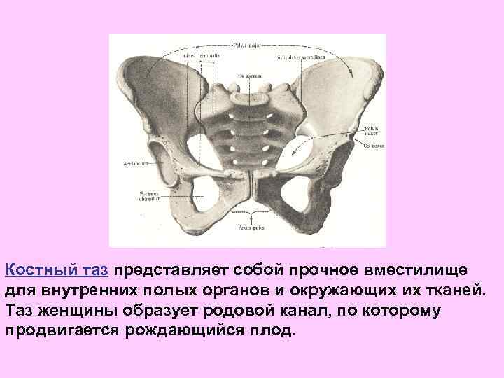 Костный таз представляет собой прочное вместилище для внутренних полых органов и окружающих их тканей.