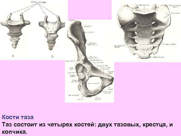 Тазовые кости женщины фото